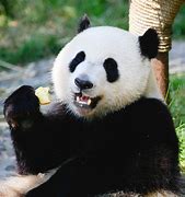 Image result for Panda Bear Habitat