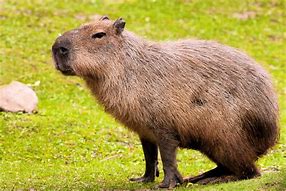 Image result for capibara
