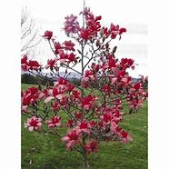 Image result for Magnolia Red as Red