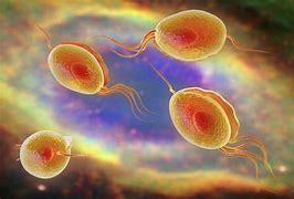 Image result for Trichomoniasis Real Life Pictures