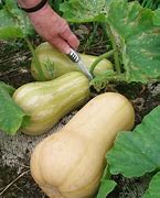 Image result for Round Zucchini Squash Plant