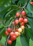 Image result for Prunus avium Udense Spaanse
