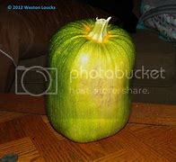 Image result for Zucchini Pumpkin Hybrid