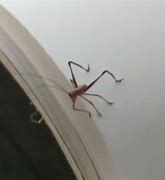 Image result for Cricket Insect Meme