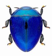 Image result for Biggest Bug Mexico