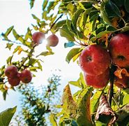 Image result for Anna Apple Tree