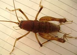 Image result for Playing Cave Cricket
