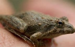 Image result for Cricket Frog