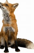 Image result for Animal Family White Background