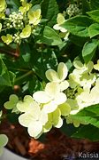 Hydrangea paniculata Praecox に対する画像結果