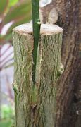 Image result for Grafting Citrus Trees