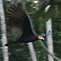 Image result for Cathartes Cathartidae