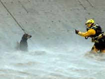 Image result for dog rescue