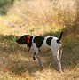Image result for Dog Unting