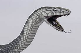 Image result for Animated Black Mamba
