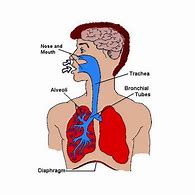 Image result for iPhone 5 Internal Parts Diagram