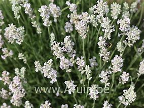 Image result for Lavandula ang. Edelweiss