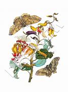 Image result for Insect Art Prints