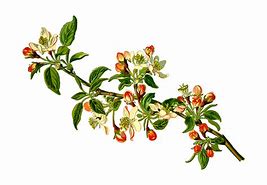 Image result for Apple Tree Branch PNG