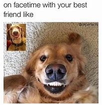 Image result for Cute Animal Friends Meme