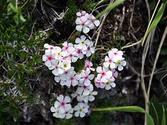 Afbeeldingsresultaten voor Androsace villosa var. jacquemontii pink-flowered