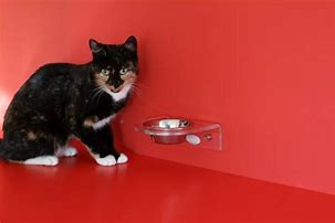 Image result for Happy Cat Food Bowl