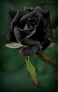 Image result for Gothic Black Roses with Blood