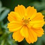 Image result for Cosmos Plant
