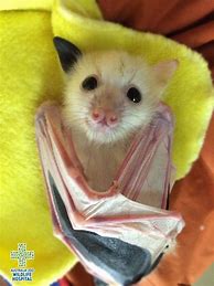 Image result for Cute Bat Ememe