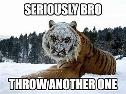 Image result for Tiger Memes Funny