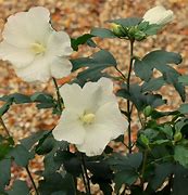 Image result for Hibiscus syriacus w.r. Smith