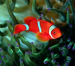 Image result for Fish Wallpaper iPhone Wide