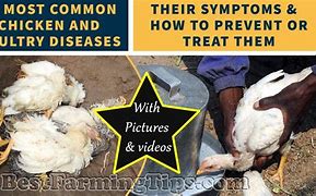 Image result for Common Chicken Diseases