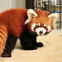 Image result for Red Panda Names