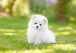 Image result for Real Cute Teacup Puppies