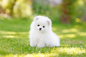 Image result for Small and Cute Puppies