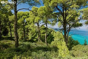 Image result for Greek Island Forest