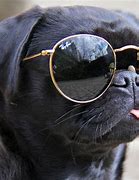 Image result for Dog Wearing Big Glasses