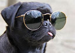 Image result for Chill Dog with Glasses