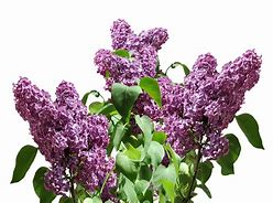 Image result for iPhone 23 Lilac