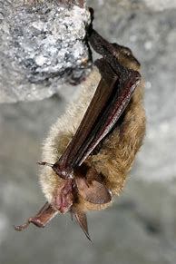 Image result for Northern Long-Eared Bat