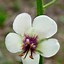 Image result for Verbascum blattaria alba