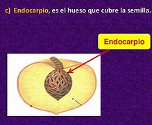 Image result for endocarpio