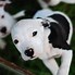 Image result for Cute Little Pit Bulls
