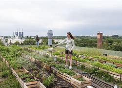 Image result for Urban Farming