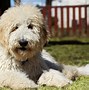 Image result for Large Mix Breed Dogs
