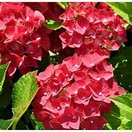 Image result for Hydrangea macrophylla Hot Red