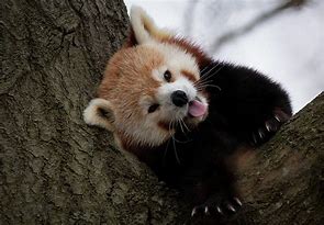 Image result for Red Panda Laughing
