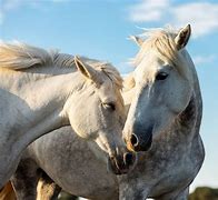 Image result for Horse Breeds