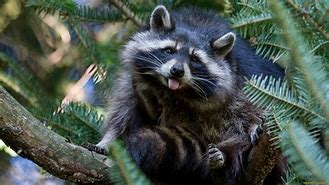 Image result for Funny Raccoon Pics